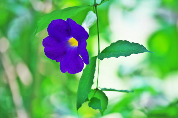 istock Thunbergia Vogeliana 840326994