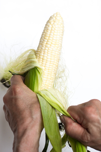 Male hands husking an ear of sweet corn on a white background with copy space available.