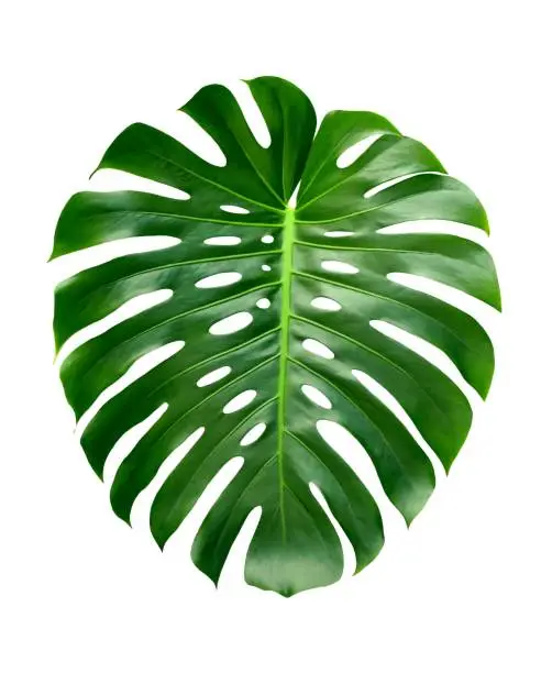 Monstera large tropical leaf, isolated on white background, Swiss Cheese Plant,