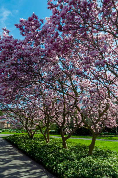 istock Magnolia Trees in May, Niagara Falls 840333412