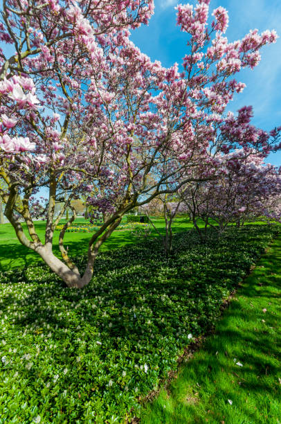 istock Magnolia Trees in May, Niagara Falls 840333428