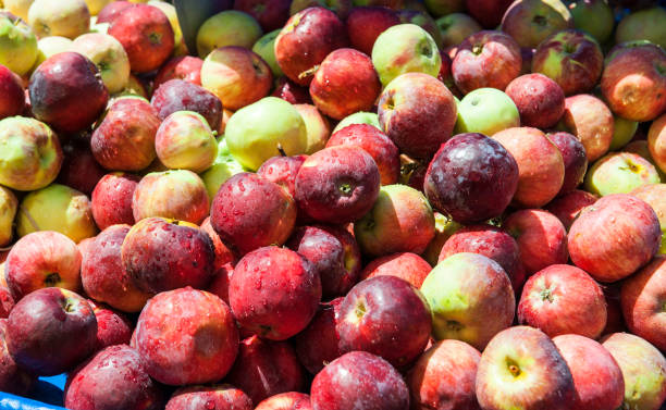 ��사과들 farmer's market) 에서 - rome beauty 뉴스 사진 이미지