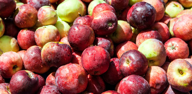 사과들 farmer's market) 에서 - rome beauty 뉴스 사진 이미지