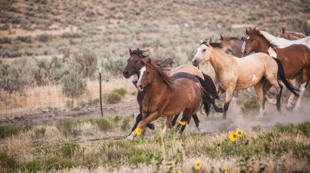 istock herd of horses running on ranch fields in utah 840333736