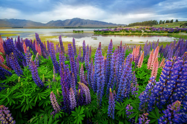 istock Lake Tekapo Lupin Field Focus Blended 840333882