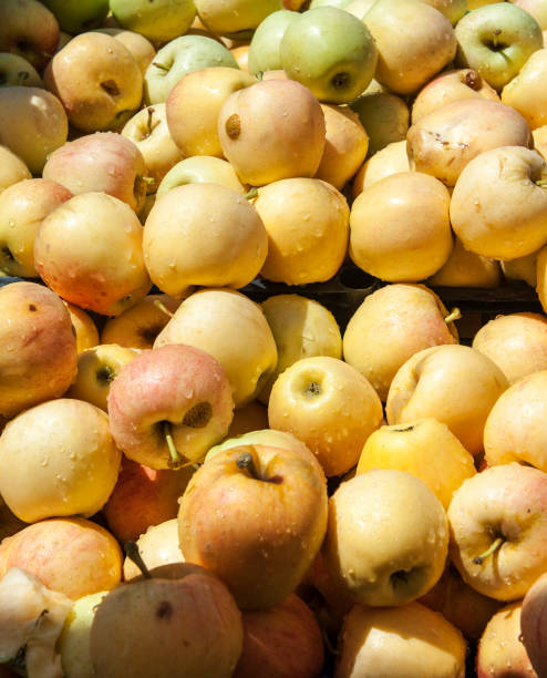 ファーマーズマーケットで黄色いりんご - rome beauty ストックフォトと画像