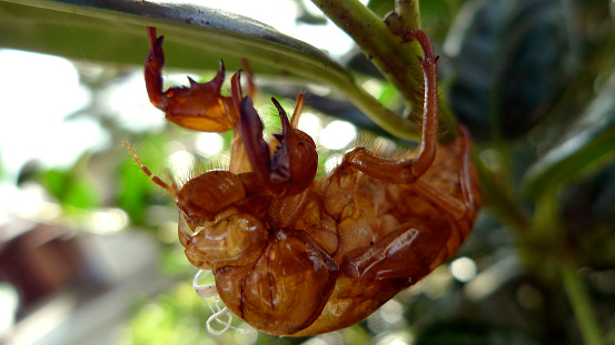 Extreme close up of a cicada shell. It was left behind under a leaf.