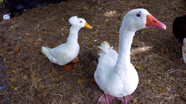 istock Crested Ducks Female and duckling 840334316