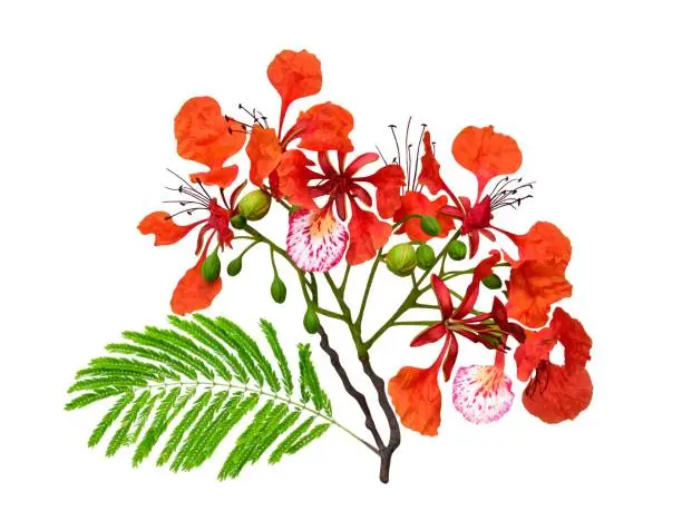 Royal Poinciana tree flowers and leaves isolated on white background