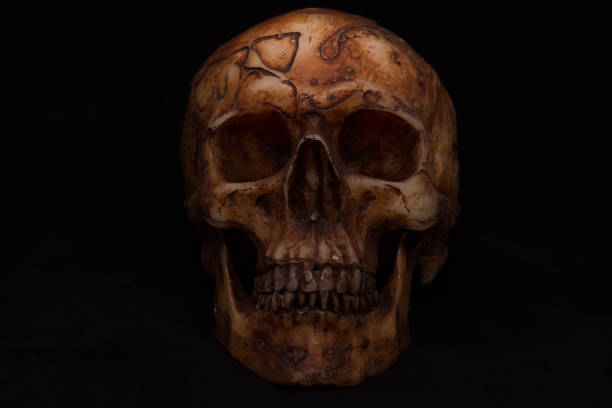 istock Front side view of  skull on black background 840336900