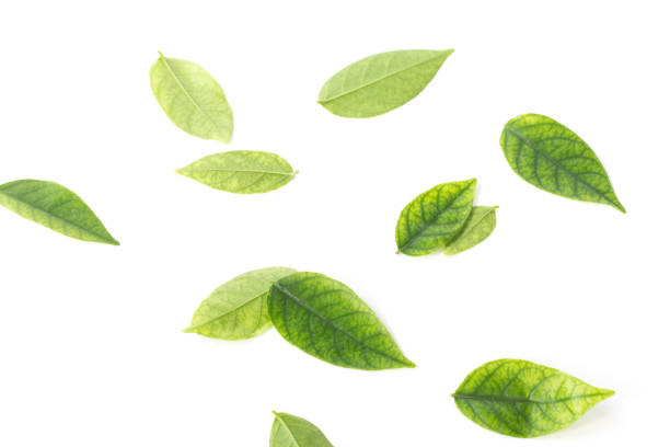 istock Image of green leaf isolated on the white background 840337162
