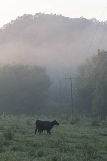 istock Cow in morning fog 840337474