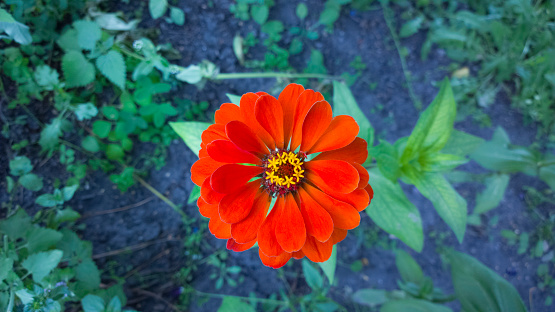 Zinnia Beautiful flower in garden. Floral background