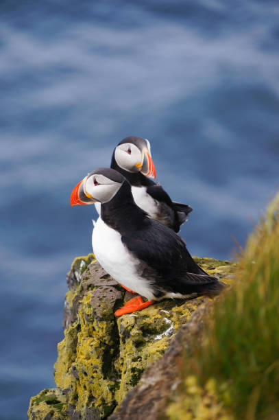 istock Atlantic Puffin in Latrabjarg cliffs, Iceland. 840349736