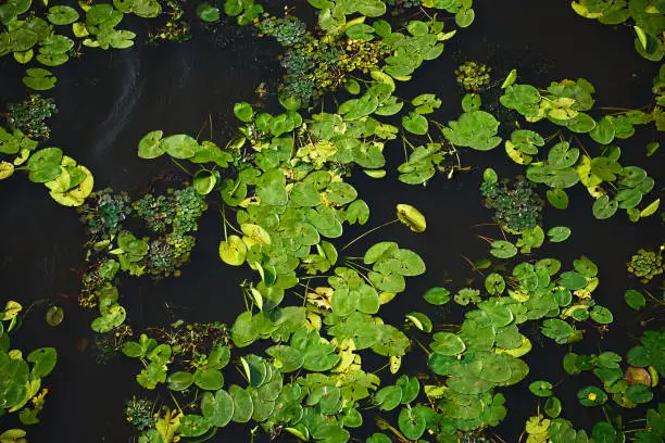 Dark water texture with water lilies, duckweed and other vegetation on the water