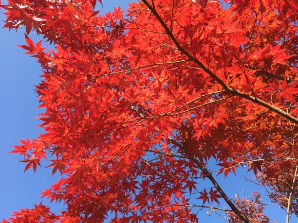 istock Autumn colour in Japan 840352376