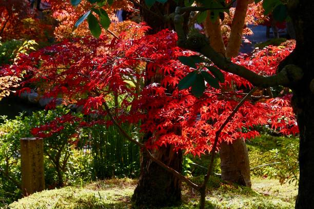 istock Autumn colour in Japan 840352456