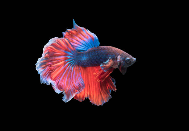 istock beautiful fighting fish isolated on black background, 840355782