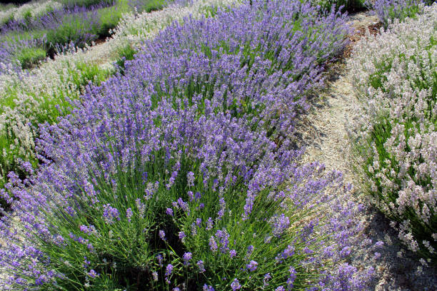 istock Field of Lavender flowers 840359282