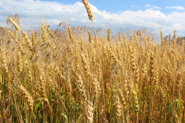 istock Golden wheat field in sunny day 840361582
