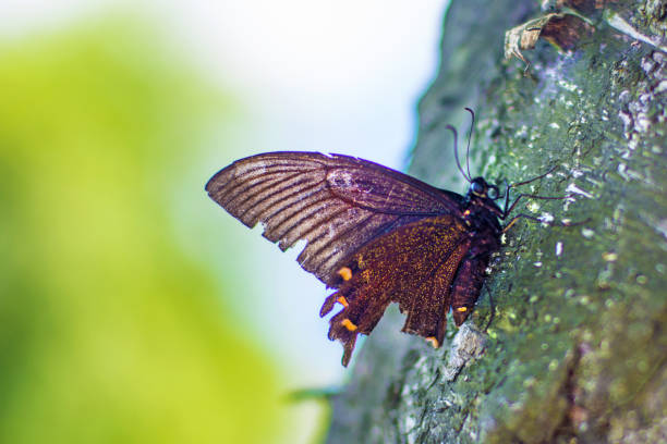 A charming butterfly with beautifully colored wings perches delicately on a withered leaf, creating a mesmerizing contrast. Its elegance brings a sense of serenity, as if dancing between life and time itself.