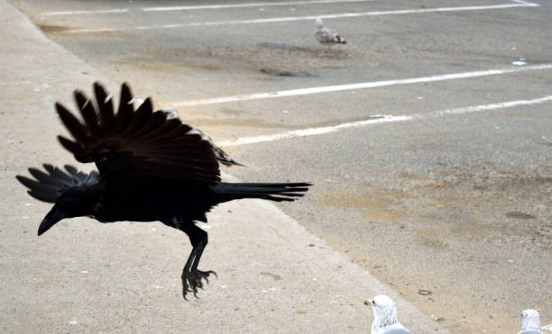 istock A Crow Prepares to Land on the Ground 840367010