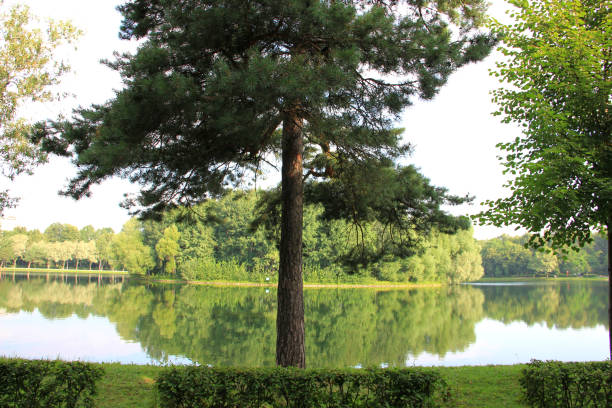 istock in the Park by the pond 840369596