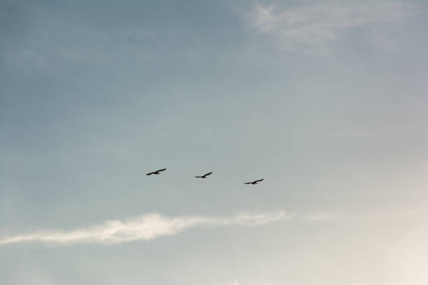 large flock of birds flying in v formation as the migrate. Backgorund of bright blue skies