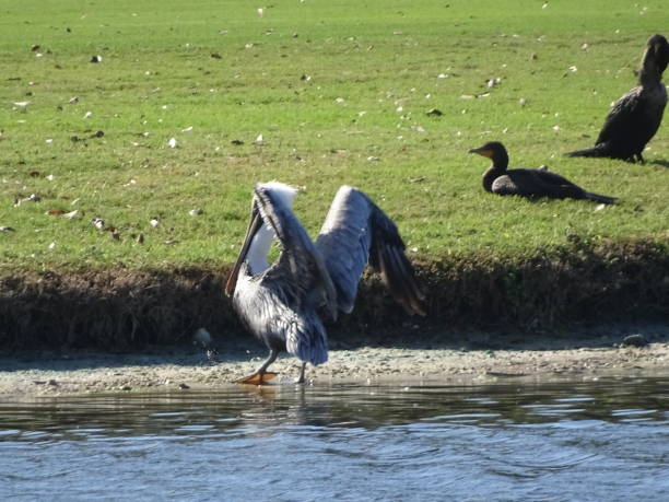 istock Birds of the Everglades 840370862