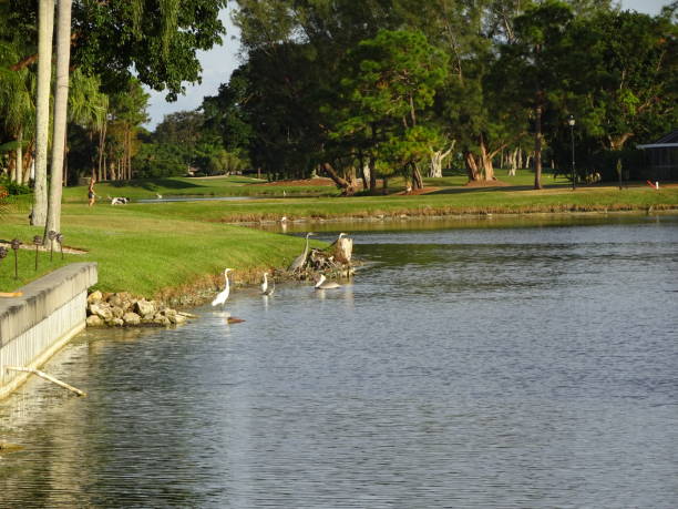 istock Herons and egrets on the shore in the Everglades 840373142