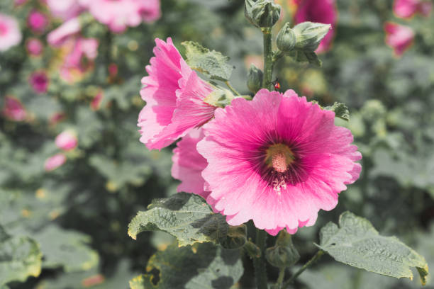 istock Malvaceae, Alcea Rosea, common hollyhock flowers 840373162