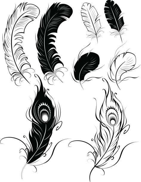 ilustraciones, imágenes clip art, dibujos animados e iconos de stock de siluetas de feathers - peacock feather outline black and white