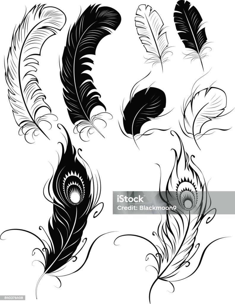 silhouettes of feathers artistically painted feathers on a white background. Ostrich Feather stock vector