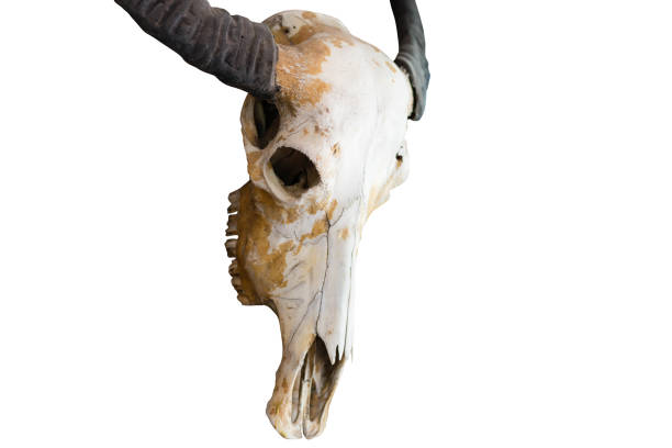 istock Skull of a horned animal 840378956