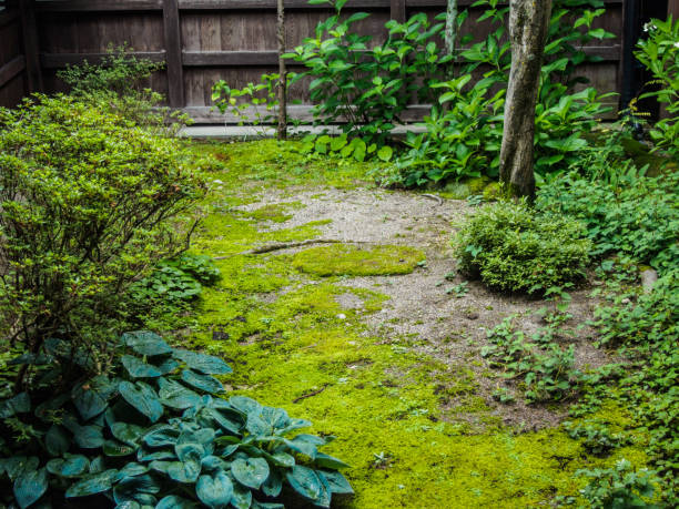 istock moss , plants and tree in the garden 840379444