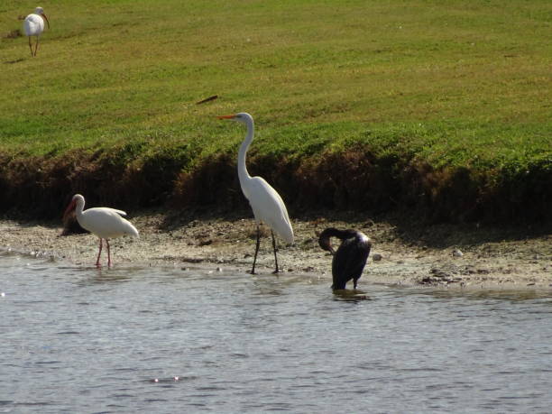 istock white and black birds wade on the shore of a marsh 840381672