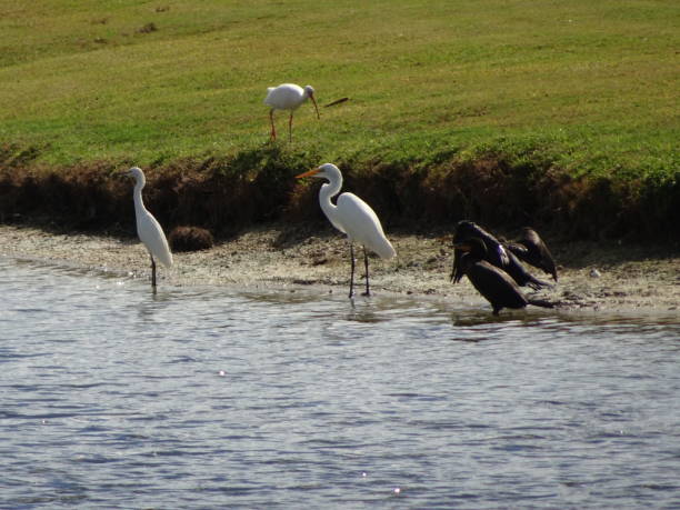 istock white and black birds wade on the shore of a marsh 840381698