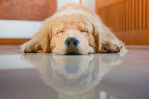 眠っている犬 (ゴールデンレトリバー) - dog illness humor pets ストックフォトと画像