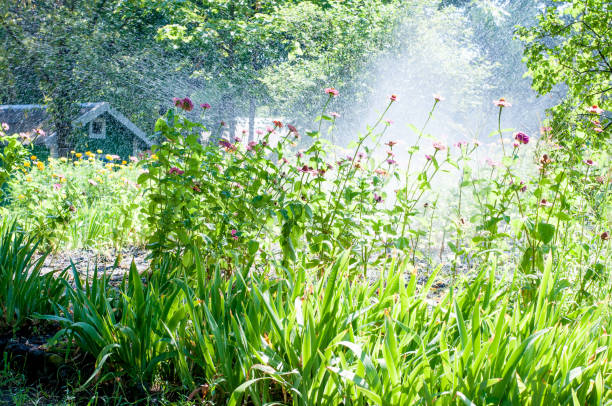istock Artificial watering of flowers 840388212