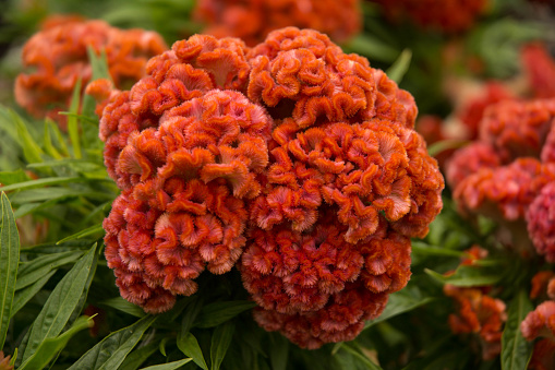 Orange cockscomb flowers with green leaves