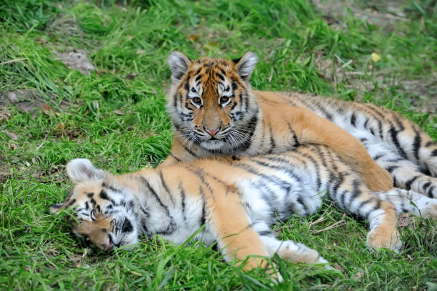 istock Portrait of a tiger cub 840392868