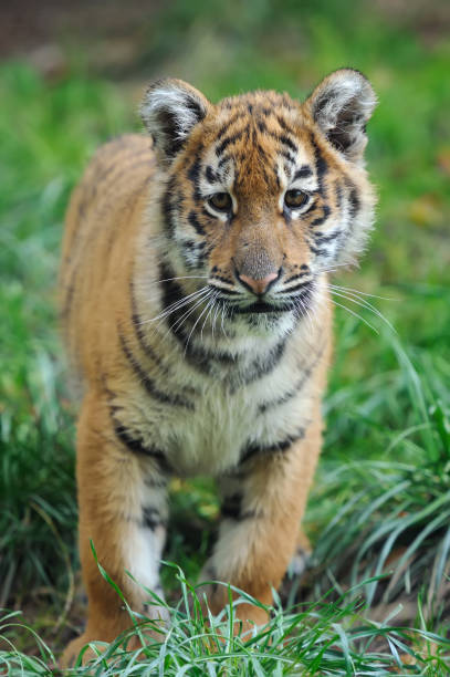 istock Portrait of a tiger cub 840392872