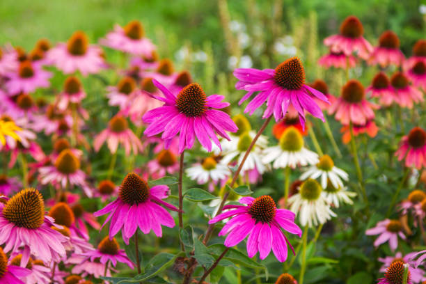 istock Blooming beautiful Echinacea Purpurea 840396774