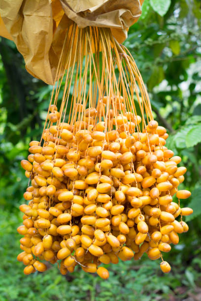 istock Cluster of dates hanging from a date palm 840397078