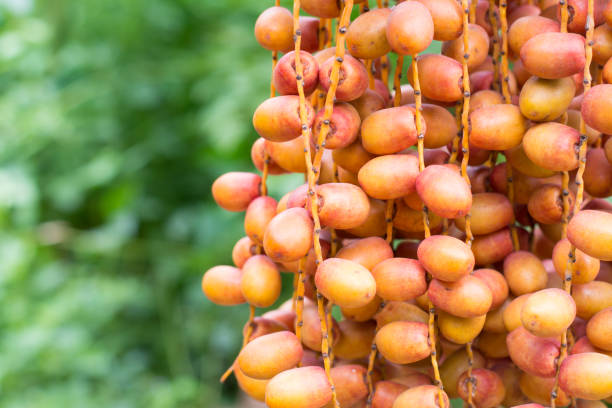 istock Cluster of dates hanging from a date palm 840403614
