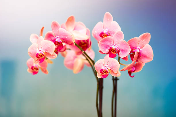 pink and white orchid - orchid flower pink flower head imagens e fotografias de stock