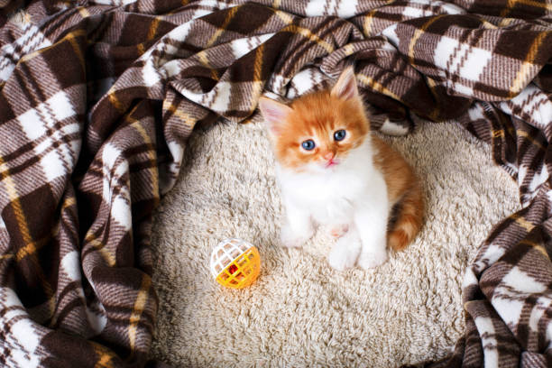 istock Red orange kitten at blue wood 840416098