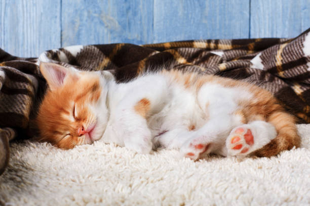 istock Red orange kitten at blue wood 840416218