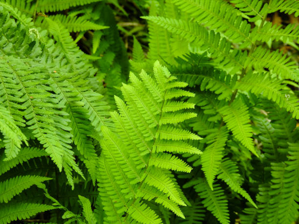istock Fern - the oldest plant on Earth 840416468