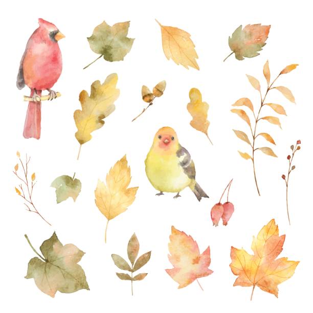 水彩ベクトルの葉と鳥の白い背景で隔離の秋セット。 - tree autumn thanksgiving leaf点のイラスト素材／クリップアート素材／マンガ素材／アイコン素材